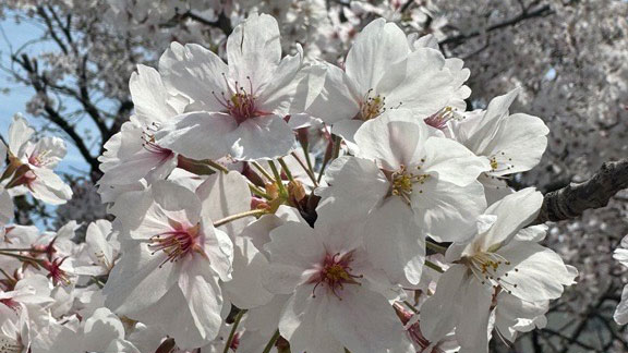 三左衛門堀の桜